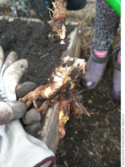 Чем обрезать малину: инструменты и подготовка. Сучкорез прямого реза PALISAD. Обрезка малины. Тест на скорость