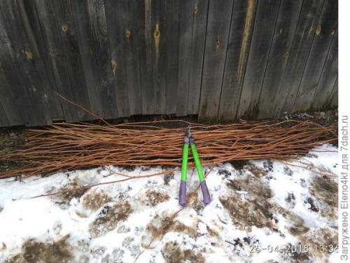 Чем обрезать малину: инструменты и подготовка. Сучкорез прямого реза PALISAD. Обрезка малины. Тест на скорость