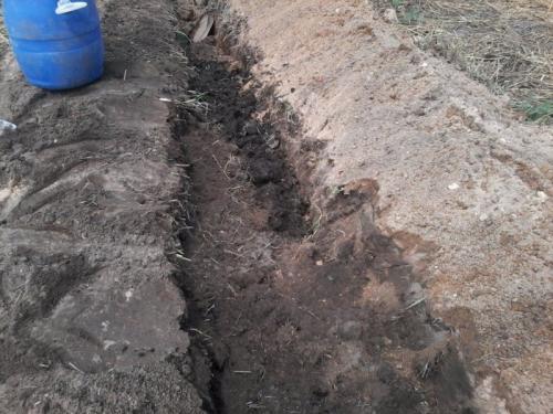 Траншейный способ посадки малины: секреты успешного выращивания 03