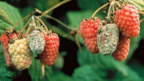 Какие болезни и вредители могут поражать малиновое дерево. Грибковые заболевания малины