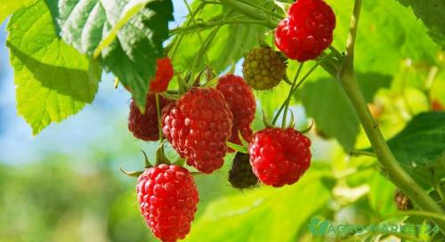 Как я сажаю малину и что добавляю в лунку: советы по выращиванию 01 Как я сажаю малину и что добавляю в лунку: советы по выращиванию 01