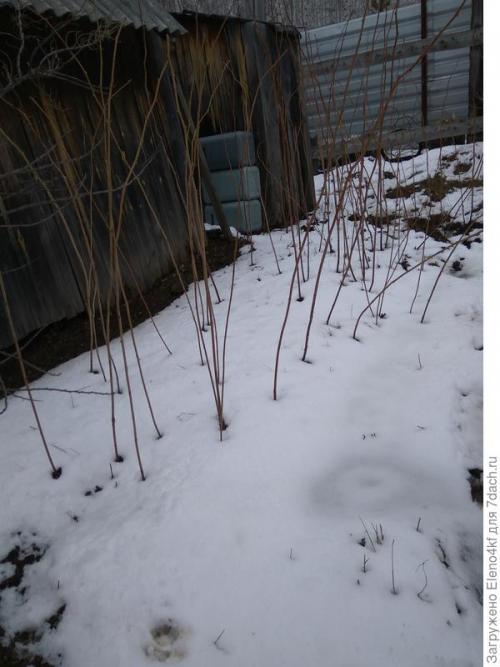 Чем обрезать малину: инструменты и подготовка. Сучкорез прямого реза PALISAD. Обрезка малины. Тест на скорость