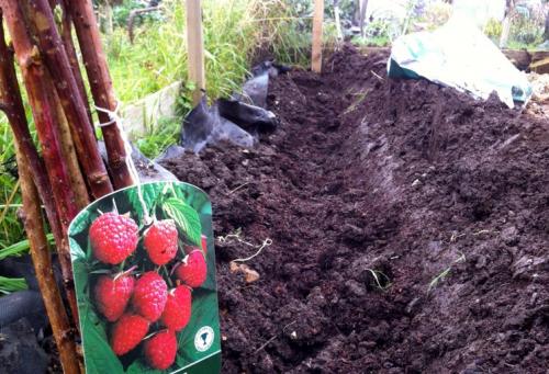 Можно ли использовать траншейный способ посадки малины весной. Основные способы посадки малины весной