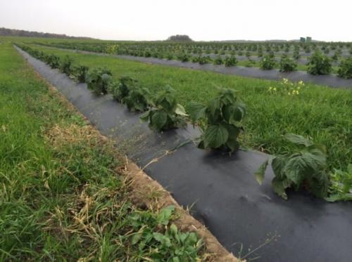 Особенности посадки и ухода за малиной весной и осенью: советы для удачного выращивания 01 Особенности посадки и ухода за малиной весной и осенью: советы для удачного выращивания 01