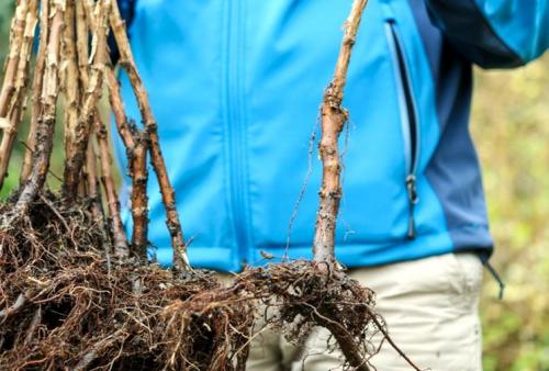 Можно ли использовать траншейный способ посадки малины весной. Основные способы посадки малины весной