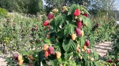 Как размножается малиновое дерево и можно ли это сделать самостоятельно. Нюансы выращивания малинового дерева