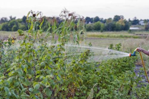 Как часто поливать малину, посаженную траншейным способом. Основные правила полива малины