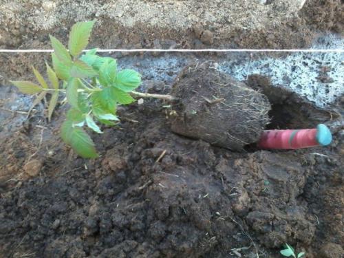 Траншейный способ посадки малины: секреты успешного выращивания 06