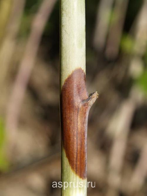 Траншейный способ посадки малины: секреты успешного выращивания 20