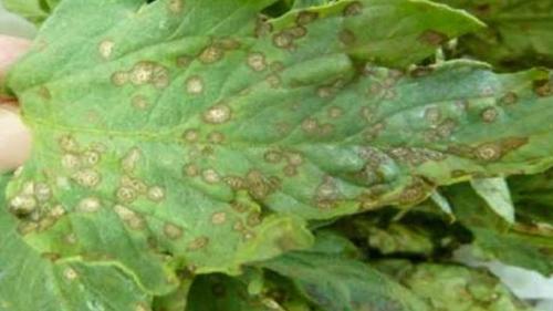 Какие болезни и вредители могут поражать малиновое дерево. Грибковые заболевания малины