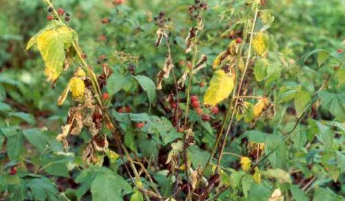 Какие болезни и вредители могут поражать малиновое дерево. Грибковые заболевания малины