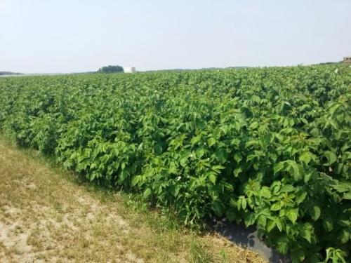 Особенности посадки и ухода за малиной весной и осенью: советы для удачного выращивания 03 Особенности посадки и ухода за малиной весной и осенью: советы для удачного выращивания 03