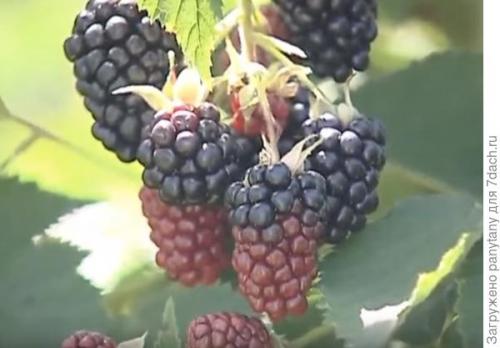 Можно ли выращивать малиновое дерево в домашних условиях. Мобильный малинник