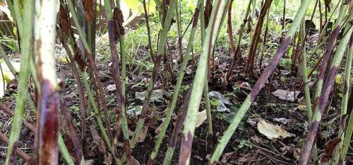 Какие болезни и вредители могут поражать малиновое дерево. Грибковые заболевания малины