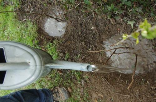 Как часто поливать малину, посаженную траншейным способом. Основные правила полива малины