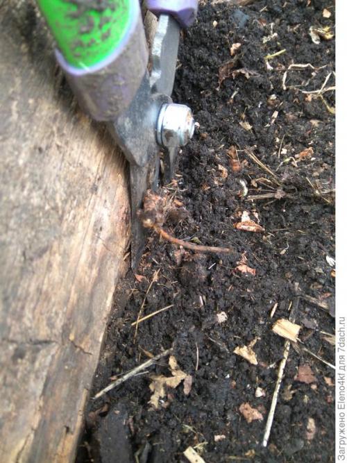 Чем обрезать малину: инструменты и подготовка. Сучкорез прямого реза PALISAD. Обрезка малины. Тест на скорость