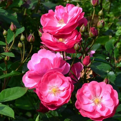 Роза анжела с чем посадить. Выращивание и уход