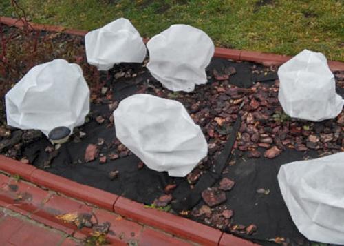 Весенние заморозки для роз. Когда снимать укрытие с роз весной в регионах