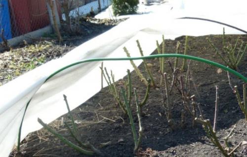Весенние заморозки для роз. Когда снимать укрытие с роз весной в регионах