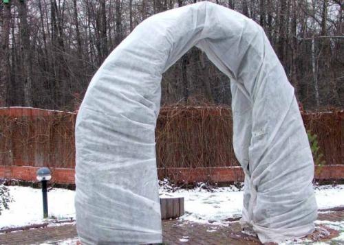 Весенние заморозки для роз. Когда снимать укрытие с роз весной в регионах