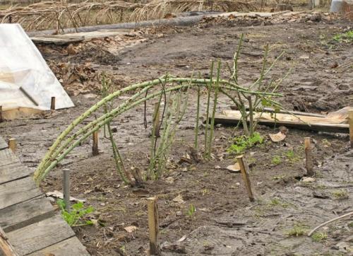 Весенние заморозки для роз. Когда снимать укрытие с роз весной в регионах
