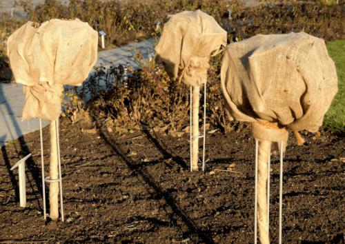 Весенние заморозки для роз. Когда снимать укрытие с роз весной в регионах