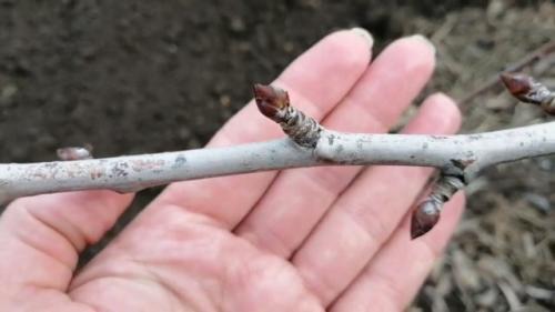 Как ухаживать за растением с толщиной 1 см и тремя почками у основания. Яблони и груши