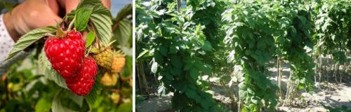 Как ухаживать за малиной после посадки. БИОЛОГИЧЕСКИЙ ПОРТРЕТ