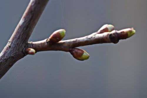 Как ухаживать за растением с толщиной 1 см и тремя почками у основания. Яблони и груши