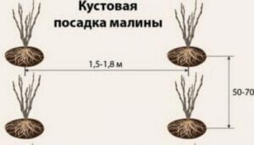 Какая оптимальная схема посадки малины. Популярные схемы высадки малины в грунт