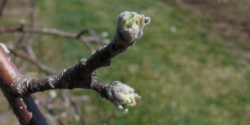 Как ухаживать за растением с толщиной 1 см и тремя почками у основания. Яблони и груши