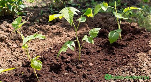 Секреты выращивания ремонтантной малины: как собрать двойной урожай 11 Секреты выращивания ремонтантной малины: как собрать двойной урожай 11