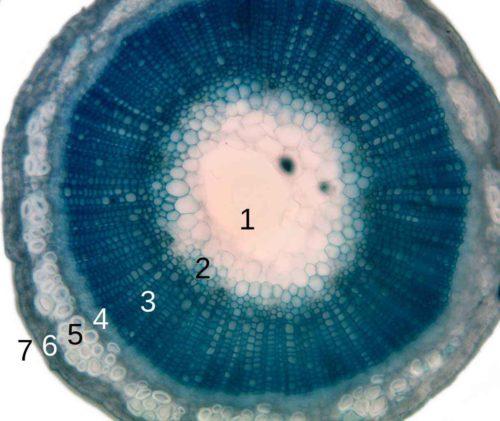 Какие растения имеют толщину стебля 1 см и три почки у основания. Стебель растения — из каких тканей состоит, значение и примеры