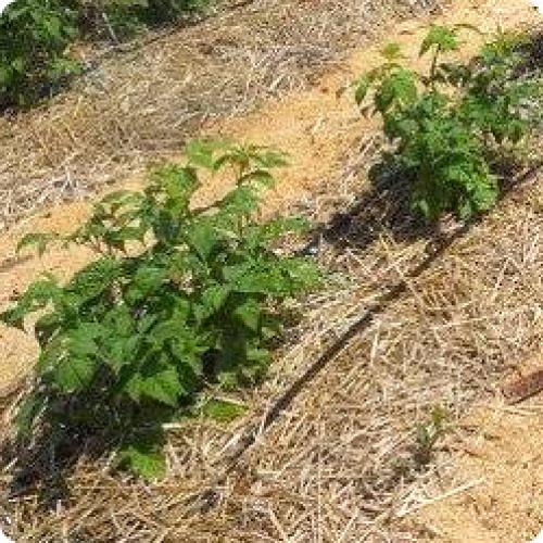 Какие основные правила ухода за ремонтантной малиной после посадки. УХОД ЗА РЕМОНТАНТНОЙ МАЛИНОЙ