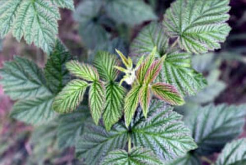 Какая оптимальная схема посадки малины. Популярные схемы высадки малины в грунт