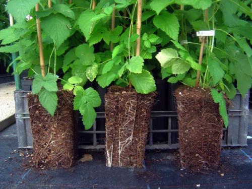 Секреты выращивания ремонтантной малины: как собрать двойной урожай 10 Секреты выращивания ремонтантной малины: как собрать двойной урожай 10