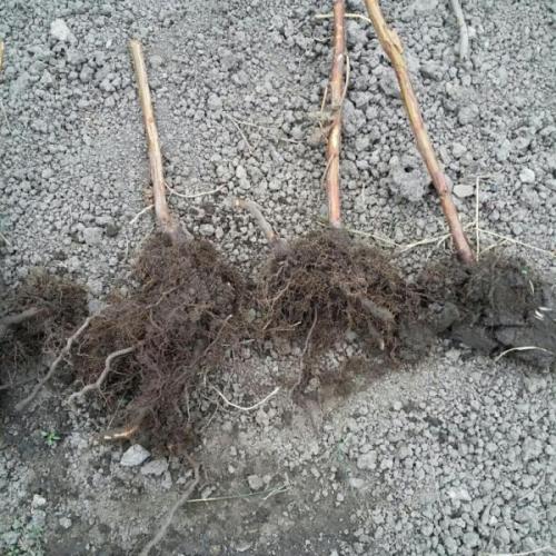 Секреты выращивания ремонтантной малины: как собрать двойной урожай 07 Секреты выращивания ремонтантной малины: как собрать двойной урожай 07