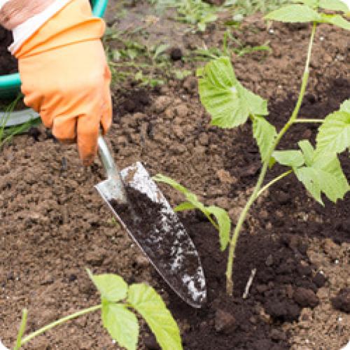 Какие основные правила ухода за ремонтантной малиной после посадки. УХОД ЗА РЕМОНТАНТНОЙ МАЛИНОЙ