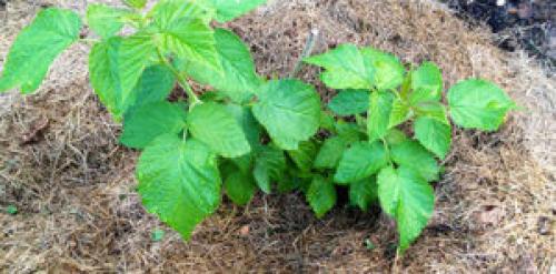 Как mulчировать почву вокруг малины. Основные способы мульчирования малины — когда и для чего это делать, какие материалы использовать