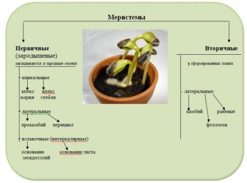Как определить толщину 1 см у растения. Занятие . Ткани, обеспечивающие рост растения в высоту.