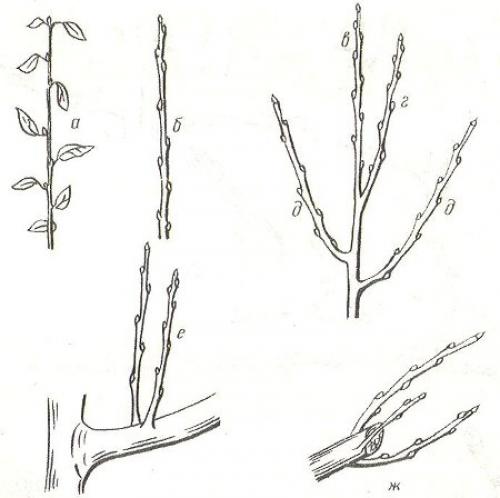 Почему у основания растения есть три почки. Что надо знать о почках