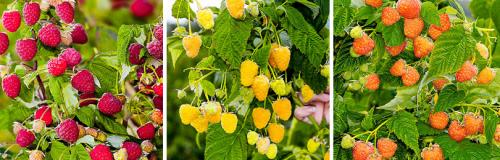 Какие основные правила ухода за ремонтантной малиной после посадки. УХОД ЗА РЕМОНТАНТНОЙ МАЛИНОЙ