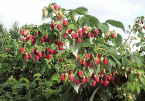 Секреты выращивания ремонтантной малины: как собрать двойной урожай 03 Секреты выращивания ремонтантной малины: как собрать двойной урожай 03