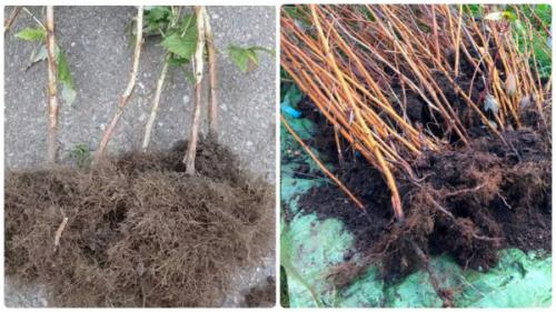 Секреты выращивания ремонтантной малины: как собрать двойной урожай 09 Секреты выращивания ремонтантной малины: как собрать двойной урожай 09