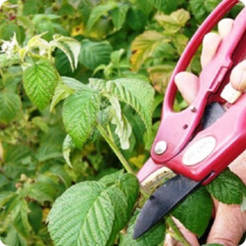 Как защитить малину от вредителей и болезней. УХОД ЗА МАЛИНОЙ ВЕСНОЙ