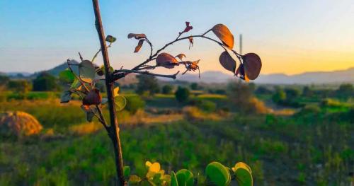 Какие растения имеют толщину стебля 1 см и три почки у основания. Стебель растения — из каких тканей состоит, значение и примеры