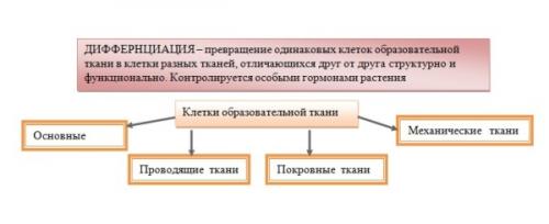 Как определить толщину 1 см у растения. Занятие .  Ткани, обеспечивающие рост растения в высоту.