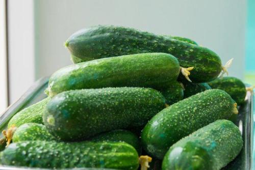 Сорта огурцов для открытого грунта в украине устойчивые к болезням. Лучшие сорта огурцов для открытого грунта: фото и названия (каталог)