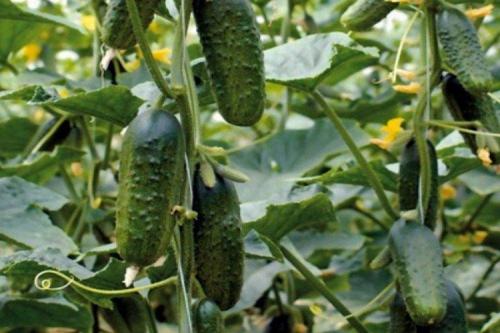 Сорта огурцов для открытого грунта в украине устойчивые к болезням. Лучшие сорта огурцов для открытого грунта: фото и названия (каталог)