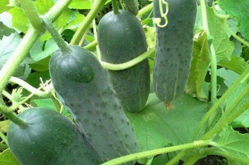 Сорта огурцов для открытого грунта в украине устойчивые к болезням. Лучшие сорта огурцов для открытого грунта: фото и названия (каталог)